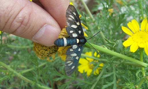 Amata phegea - Erebidae Arctiinae.........dal Trentino